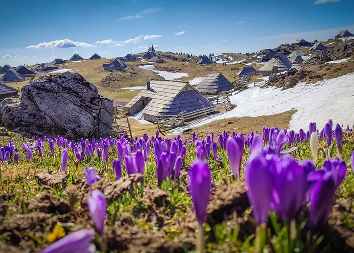 샬레 Zlatica Velika Planina *