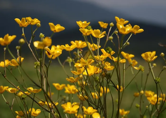 Zlatica Velika Planina